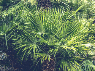 close up palm tree leafs toned summer sxotic concept