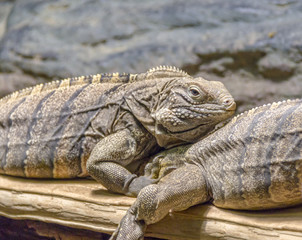 Cuban rock iguanas in stony ambiance