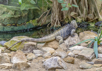 Cuban rock iguana in stony ambiance