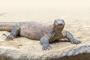 Komodo dragon in desert ambiance