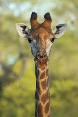 Giraffe portrait