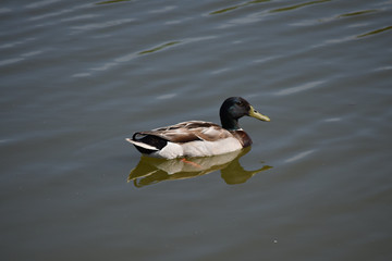 Un canard colvert mâle