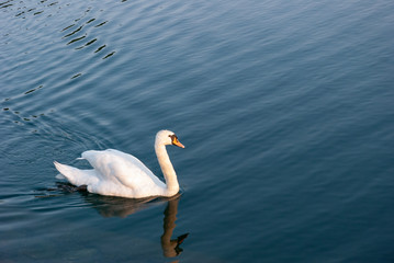 Fototapeta premium Swan Out For A paddle