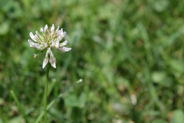 Side view of white clover with spider hanging off petal