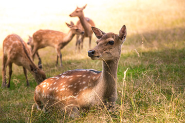 Naklejka na ściany i meble Deer fawn portrait forest park wild brown animals youngdeer