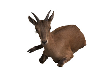 Cute brown goat