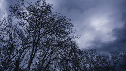 Fototapeta na wymiar Down up view. Fantasy scene of dark forest and cloudy sky.