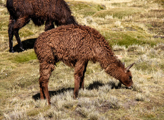 lama brun © stephane