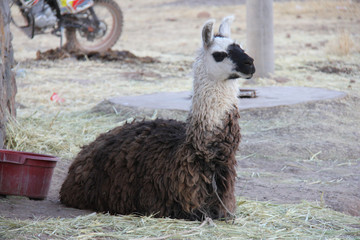 lama © stephane