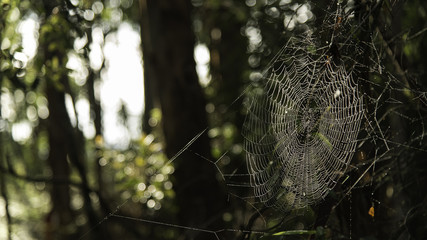Aranha na trilha
