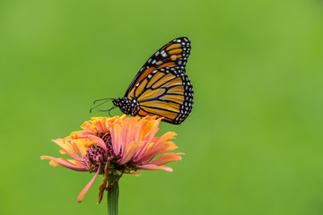 A monarch butterfly rests on top of a zinnia flower in a summer garden