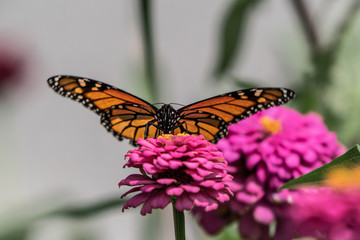 A monarch butterfly rests on top of a zinnia flower in a summer garden