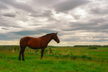 A dark brown horse stands on a green meadow