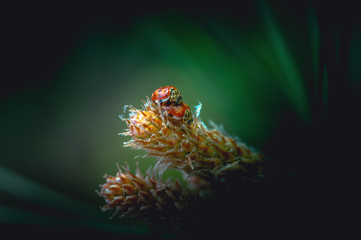 Sex of insects, ladybugs close-up, mating with delight, a fun scene. Bright, toned photo, selective focus. Season of spring, summer.