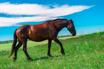 Pregnant young strong horse with cropped mane is on the side of a green field