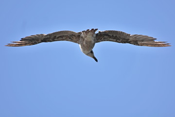 Gaivota de água doce