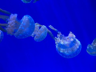 jellyfish