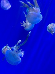 jellyfish
