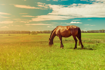 Fototapeta na wymiar Pregnant brown horse grazing in field