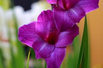 op view of a gorgeous purple gladiolus flower isolated against a background of green leaves. Beautiful backgrounds.