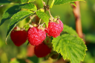 Beautiful close up view of raspberry bush isolated. Red berries and green leaves. Beautiful nature background.