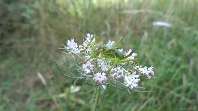 Sauterelle sur fleur.