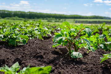 Plantation of young potato sprouts in a field with black soil