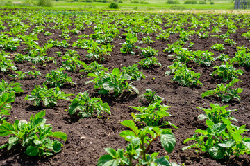 Plantation of young potato sprouts in a field with black soil