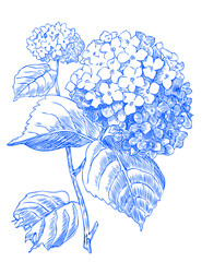 Blue Hydrangea 