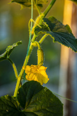 Young cucumbers on a branch