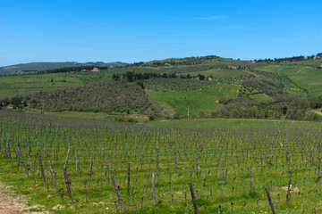 Fototapeta na wymiar Panoramic view of countryside and vineyards in the Chianti region, Tuscany, Italy.