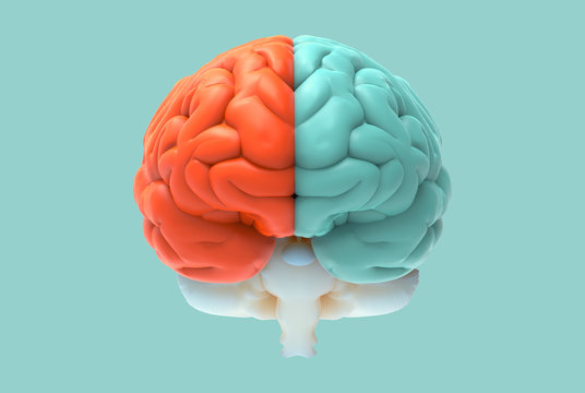 3D brain illustration with left and right function concept
