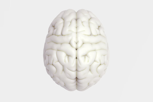Human brain in top view isolated on white BG
