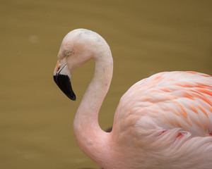 Fototapeta premium flamingo