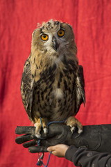 Eurasian eagle-owl (Bubo bubo).