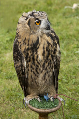 Eurasian eagle-owl (Bubo bubo).