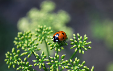 Fototapeta premium божья коровка
