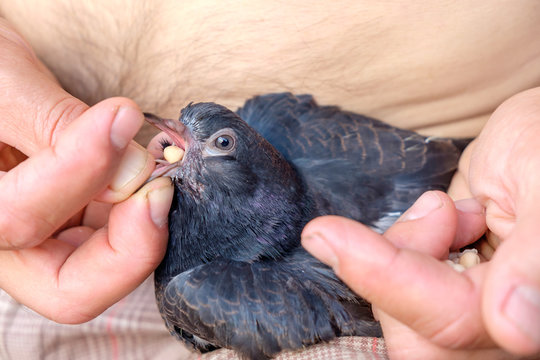 Male hands are forcibly fed with peas of a young pigeon. The concept of the care and survival of birds. Closeup view