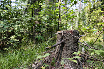 Old tree stump in the summer park