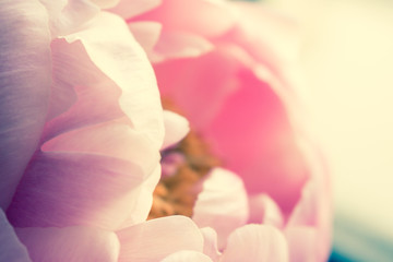 Peony. Blooming pink peony. Closeup.