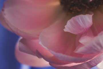 Peony. Blooming pink peony. Closeup.