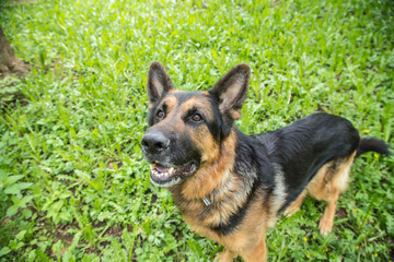 Dog German Shepherd on green grass