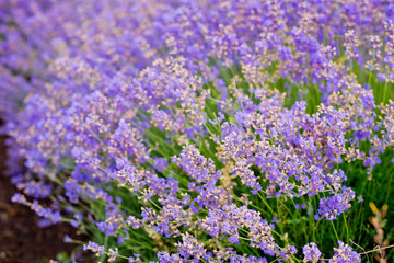 Obraz premium Soft focus flowers, beautiful lavender flowers blooming.