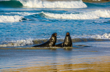 Brown fur seal (Arctocephalus pusillus) or Austalasian fur seal, a pair frolic on the beach, Otago, New Zealand