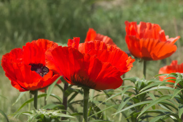 Fototapeta premium Red oriental poppy flowers