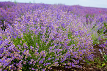 Soft focus flowers, beautiful lavender flowers blooming.