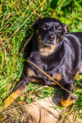 Little dog in nature