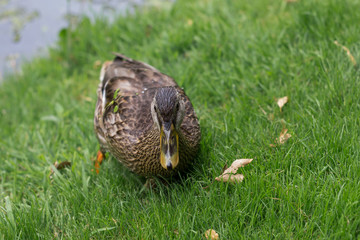 Duck Waddling Through Short Green Grass
