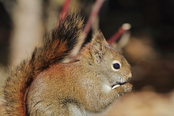 Squirrel eating sunflower seeds