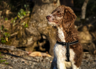 Pup in the forest
